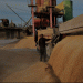 Russia Awaits a New Chapter in Wheat Trade with Egypt’s Mostakbal Misr