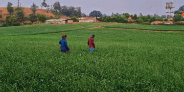 Masondi: Maharashtra’s Organic Wheat Granary Setting an Example for Sustainable Farming