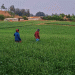 Masondi: Maharashtra’s Organic Wheat Granary Setting an Example for Sustainable Farming