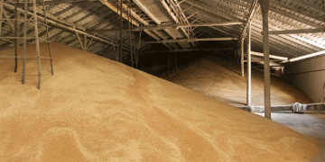 Ensuring Grain Safety: 38,000 Tons of Hazardous Grain Found in Yakutia
