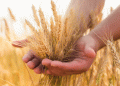 France’s Corn Harvest Lags Behind 2023 Levels, While Wheat Sowing Outpaces Expectations