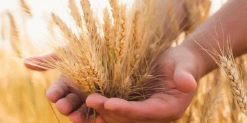 France’s Corn Harvest Lags Behind 2023 Levels, While Wheat Sowing Outpaces Expectations