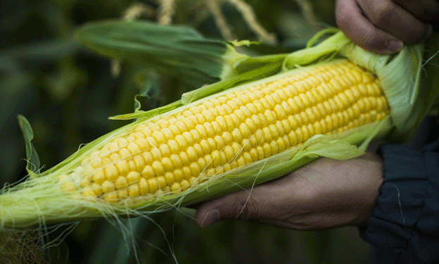Early Harvest Alert: LeaderBrand Sweet Corn Arrives Two Weeks Ahead of Schedule