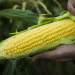 Early Harvest Alert: LeaderBrand Sweet Corn Arrives Two Weeks Ahead of Schedule