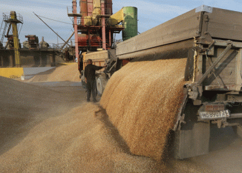 Vietnam’s Wheat Imports Surge: Implications for Global Trade and Local Markets