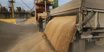 Vietnam’s Wheat Imports Surge: Implications for Global Trade and Local Markets