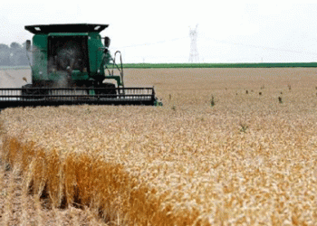 Ensuring Safe Wheat Imports: Indonesia and Canada Strengthen Biosecurity Measures