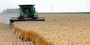 Ensuring Safe Wheat Imports: Indonesia and Canada Strengthen Biosecurity Measures