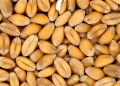 Processing Wheat: The Key to Unlocking Agricultural Potential and Regional Growth