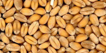 Processing Wheat: The Key to Unlocking Agricultural Potential and Regional Growth