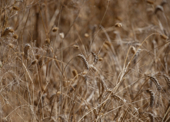 Algeria Issues New Tender for Milling Wheat: A Shift in Global Supply Chains