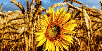 USAID Emergency Deployment of Sunflower and Wheat Seed: Addressing Tanzania’s Supply Challenges