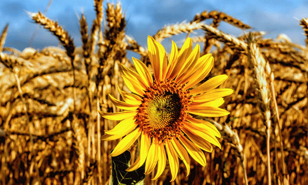 USAID Emergency Deployment of Sunflower and Wheat Seed: Addressing Tanzania’s Supply Challenges