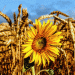 USAID Emergency Deployment of Sunflower and Wheat Seed: Addressing Tanzania’s Supply Challenges