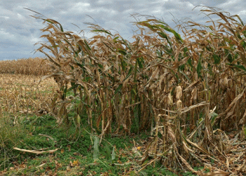 Mexico Strengthens GM Corn Ban with Scientific Backing: A Focus on Health Risks and Food Sovereignty