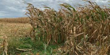 Mexico Strengthens GM Corn Ban with Scientific Backing: A Focus on Health Risks and Food Sovereignty