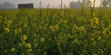 Sultanpur Weather Update: Light Rain Brings Relief to Wheat and Mustard Crops