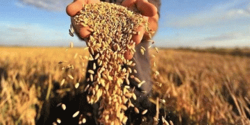 Russia Expands Direct Grain Exports to 13 Nations: A Strategic Shift