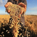 Russia Expands Direct Grain Exports to 13 Nations: A Strategic Shift