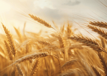 Russia’s Grain in High Demand: How African Markets Are Shaping Export Opportunities