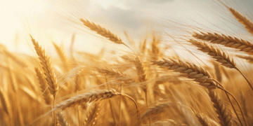 Russia’s Grain in High Demand: How African Markets Are Shaping Export Opportunities