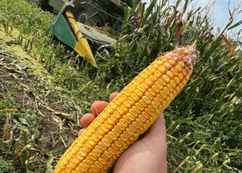 Harvest Highlights: Rakitnya Agrarians Achieve Success Despite Challenges