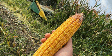 Harvest Highlights: Rakitnya Agrarians Achieve Success Despite Challenges