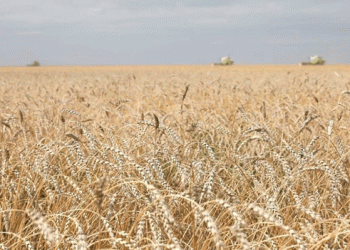 Global Cereal Production Set to Reach 2.859 Billion Tonnes in 2024-2025: Opportunities and Challenges for Agriculture