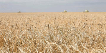 Global Cereal Production Set to Reach 2.859 Billion Tonnes in 2024-2025: Opportunities and Challenges for Agriculture