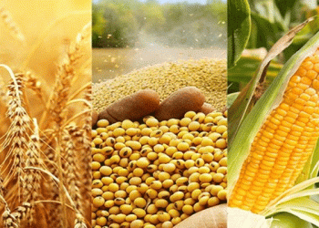 China Achieves Record Grain Harvest of 706.5 Million Tonnes in 2024: A Step Closer to Food Security