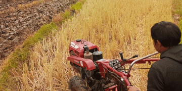 Pioneering Wheat Farming in Bhutan: A Game-Changer for Local Agriculture and Food Security