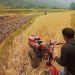 Pioneering Wheat Farming in Bhutan: A Game-Changer for Local Agriculture and Food Security