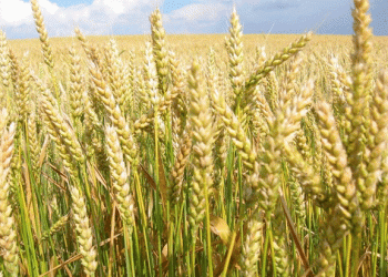 Rising Export Duties: What the New Wheat, Barley, and Corn Tariffs Mean for Russian Agriculture