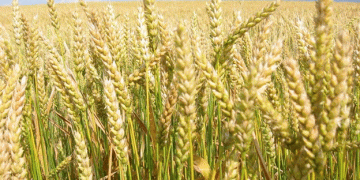 Rising Export Duties: What the New Wheat, Barley, and Corn Tariffs Mean for Russian Agriculture