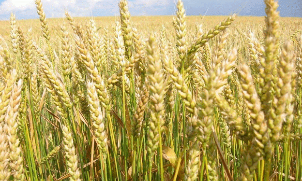 Rising Export Duties: What the New Wheat, Barley, and Corn Tariffs Mean for Russian Agriculture