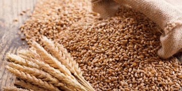 Nigeria’s Wheat Farmers Get a Boost: FG Launches Subsidized Input Program in Kano