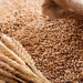 Nigeria’s Wheat Farmers Get a Boost: FG Launches Subsidized Input Program in Kano