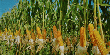 Corn Markets in Transition: How Seasonal Pressures and Global Uncertainty Shape the Outlook