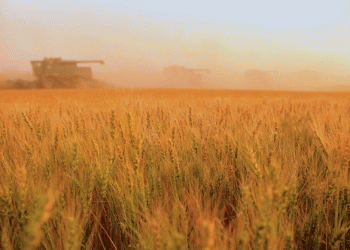 Russia Aims to Secure Chinese Market for Winter Wheat Amid Export Challenges