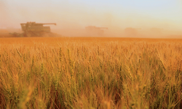 Russia Aims to Secure Chinese Market for Winter Wheat Amid Export Challenges