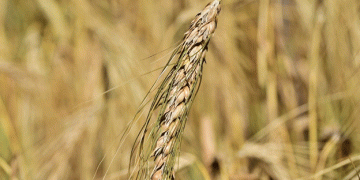Russia’s 2025 Wheat Harvest Forecast Cut by 3 Million Tons: What It Means for Farmers and Global Markets