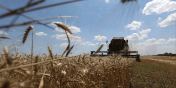 Will China Turn to Argentina to Fill Its Farming Import Gap? Wheat and See