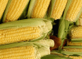 Uncertain Times for Corn Growers: Policy Shifts, Global Weather, and Commodity Market Trends