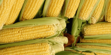 Uncertain Times for Corn Growers: Policy Shifts, Global Weather, and Commodity Market Trends
