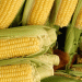 Uncertain Times for Corn Growers: Policy Shifts, Global Weather, and Commodity Market Trends
