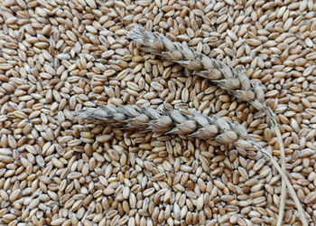 Kazakhstan’s Grain Export Strategy: How Farmers Can Benefit from New State Policies