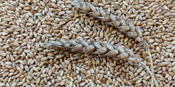Kazakhstan’s Grain Export Strategy: How Farmers Can Benefit from New State Policies