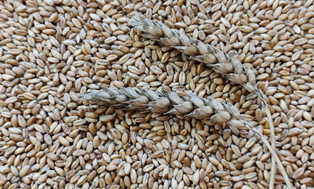 Kazakhstan’s Grain Export Strategy: How Farmers Can Benefit from New State Policies