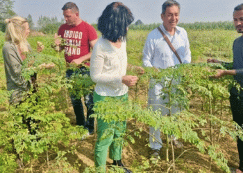 Breaking Free from Wheat-Paddy Cycle: Nawanshahr Farmer Exports Moringa Powder Worth Rs 1.5 Crore to Germany