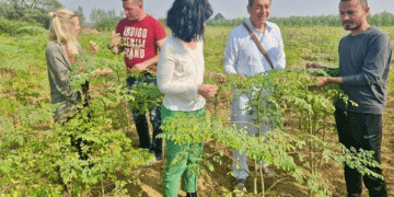 Breaking Free from Wheat-Paddy Cycle: Nawanshahr Farmer Exports Moringa Powder Worth Rs 1.5 Crore to Germany